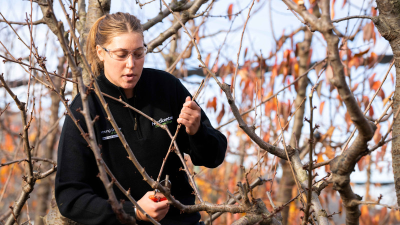MM Pruning Young Growers.Credit Clare Toia Bailey.image central.